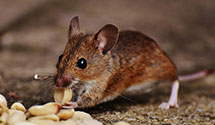 24 Hour & Emergency Exterminators in Rochester, IL